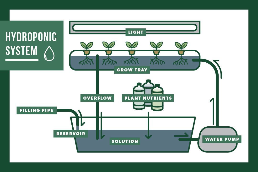 Hydroponics-Farming.jpg