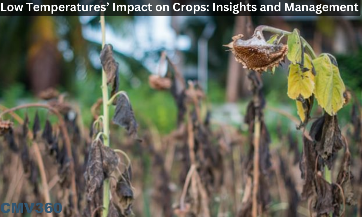 low temperatures impact on crops