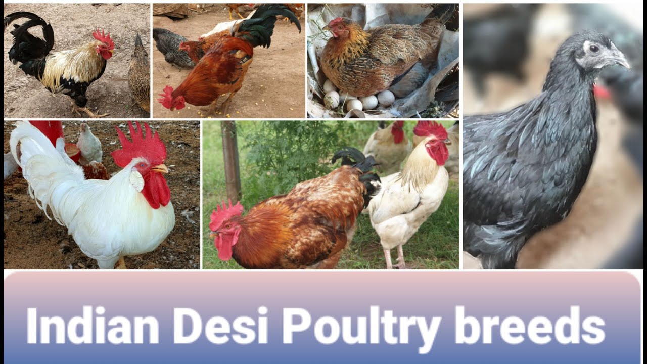 Poultry Breed.jpg