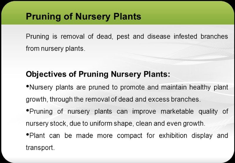 Pruning of Nursery Plants