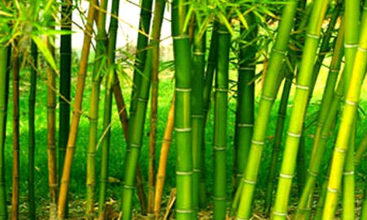 Bamboo Farming in India The Process, Requirements and Profit