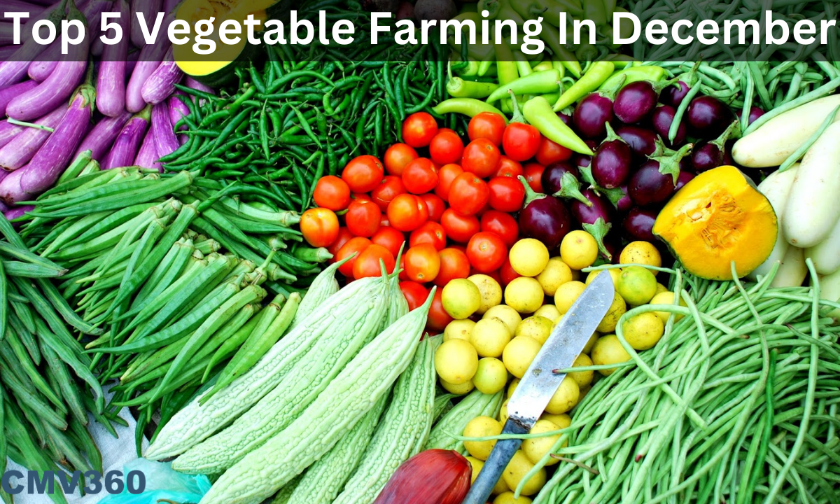 vegetable farming in india