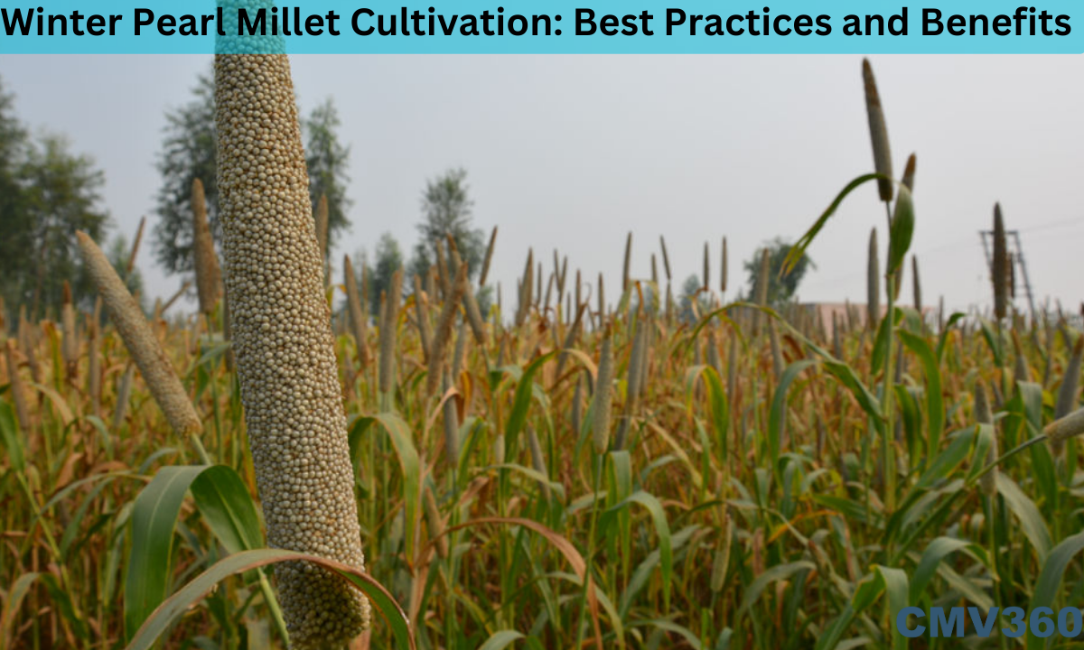 Winter Pearl Millet Cultivation Best Practices and Benefits