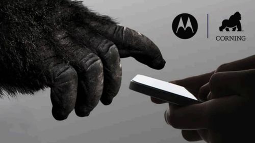 gorilla .jpg